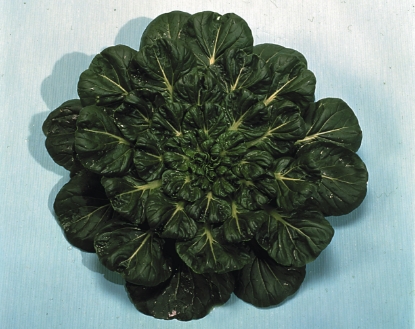 Picture of Pak Choi Rosette Tatsoi